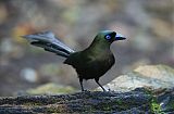 Racket-tailed Treepieborder=